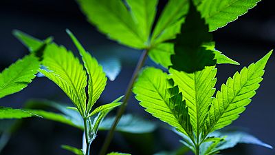 Cannabis clones are displayed for customers at Home Grown Apothecary, April 19, 2024, in Portland, Ore. 