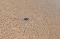 Liban: des bébés tortues rejoignent la mer