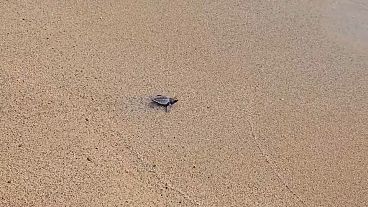 Die kleinen Unechten Karettschildkröten spazierten tapfer ins Meer, um dort ein selbstständiges Leben anzufangen.