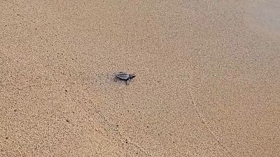 Die kleinen Unechten Karettschildkröten spazierten tapfer ins Meer, um dort ein selbstständiges Leben anzufangen.