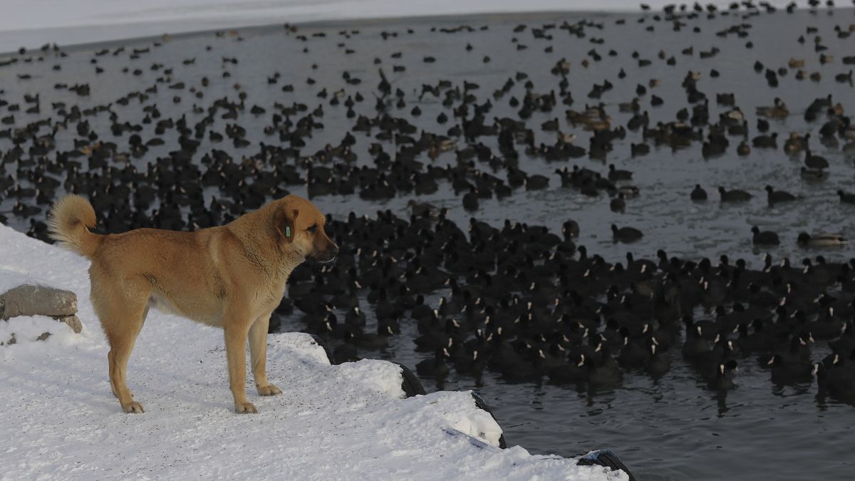 Sahipsiz köpeklerin sokaktan toplanarak “uyutulması,” diğer bir deyişle iğne ile öldürülmesini içeren yasa tasarısı geçtiğimiz hafta TBMM Başkanlığına sunuldu.