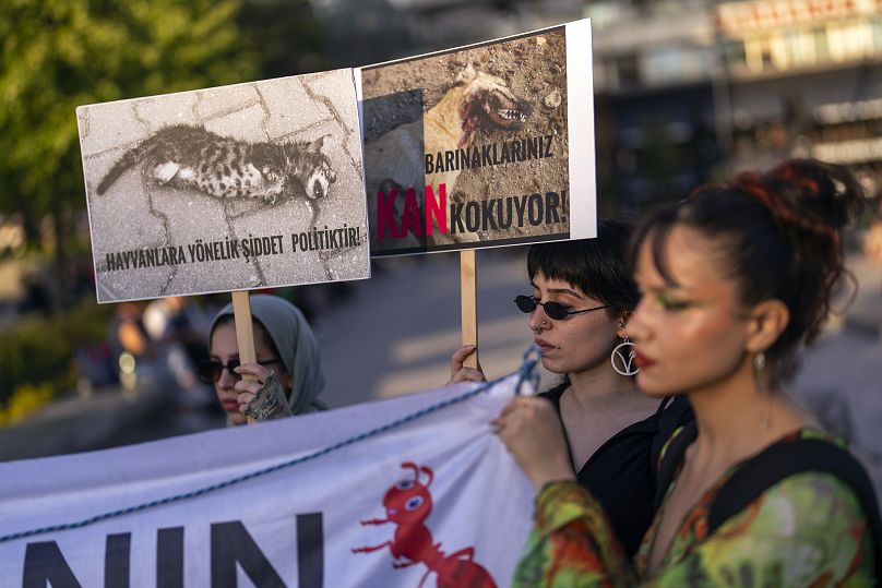 Hayvan hakları savunucuları yasada planlanan değişikliğe karşı haftalardır protesto gösterileri düzenliyor.