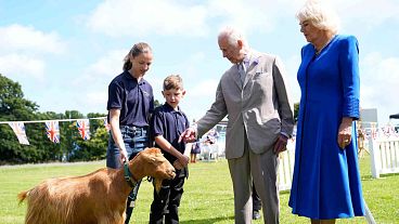 El rey Carlos III de Gran Bretaña, en el centro a la derecha, y la reina Camilla, a la derecha, observan una rara cabra dorada de Guernsey, en Saint Peter Port, Guernsey, el martes 16 de julio de 2024.