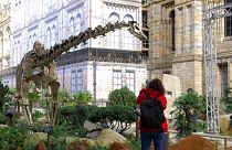 Wide shot of Fern the diplodoccus outside the Natural History Museum