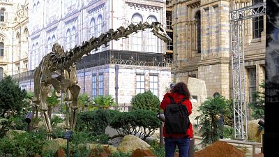 Wide shot of Fern the diplodoccus outside the Natural History Museum