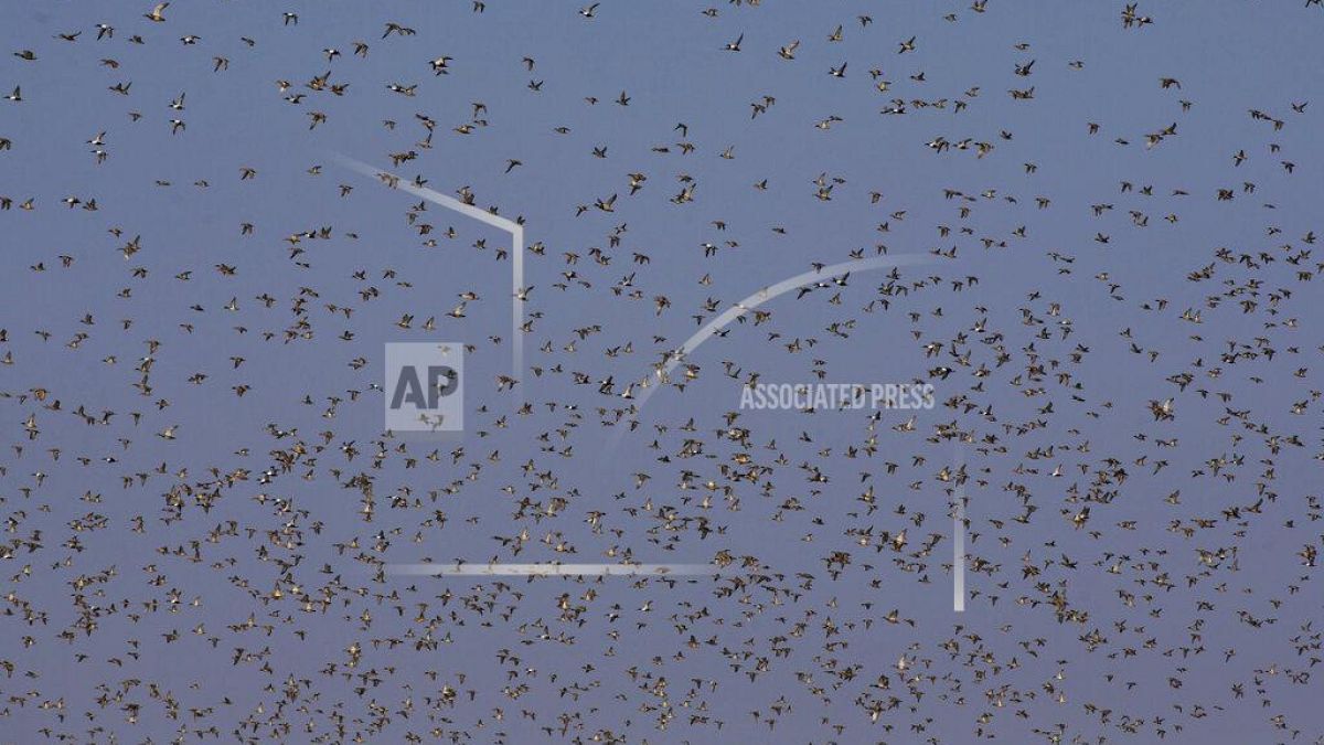 Swallows gather in their thousands in Cyprus