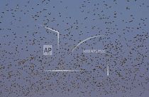 Swallows gather in their thousands in Cyprus
