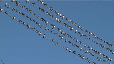 Les oiseaux se rassemblent entre six et huit heures du matin, puis se dispersent
