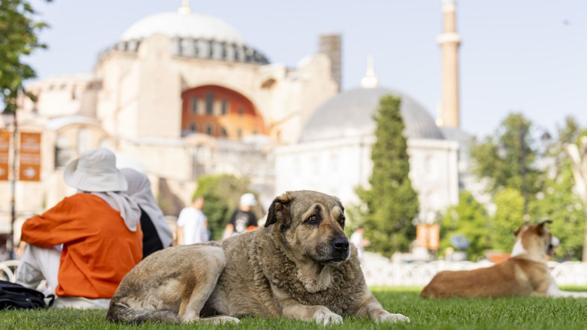 Un cane randagio davanti alla moschea Hagia Sophia di Istanbul 