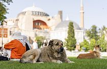 Un cane randagio davanti alla moschea Hagia Sophia di Istanbul 