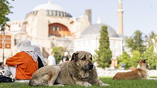 Un cane randagio davanti alla moschea Hagia Sophia di Istanbul 