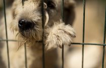 Ein geretteter streunender Hund im Tierheim „Mor Pati Dernegi“ in Lüleburgaz. 25. Juni 2024