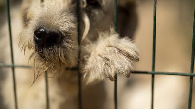 Ein geretteter streunender Hund im Tierheim „Mor Pati Dernegi“ in Lüleburgaz. 25. Juni 2024