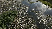 Une analyse préliminaire estime qu'entre 10 et 20 tonnes de poissons sont morts dans le fleuve Piracicaba, dans le sud-est du Brésil