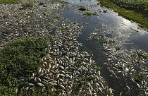 Toneladas de peces muertos por un vertido en Brasil