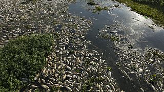 Peixes mortos num rio de Piracicaba no estado de São Paulo, Brasil