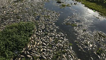 Toneladas de peces muertos por un vertido en Brasil