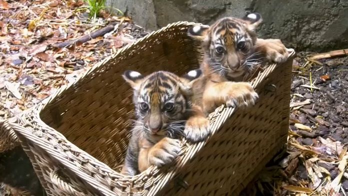 No Comment : premier examen vétérinaire de tigres de Sumatra jumeaux à Berlin