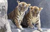 يقوم شبلا نمور آمور، توشكا وتيمور، بأول نزهة عامة لهما في حديقة حيوان كولونيا في كولونيا، الخميس 18 يوليو 2024.