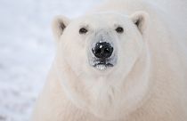 Une nouvelle technologie pourrait stimuler la recherche sur les comportements des ours polaires. 