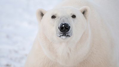 Une nouvelle technologie pourrait stimuler la recherche sur les comportements des ours polaires. 