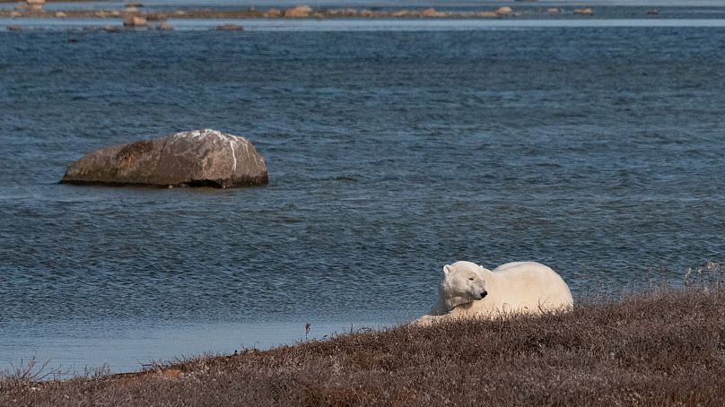 A polar bear rests on the land in Hudson Bay, Canada.  