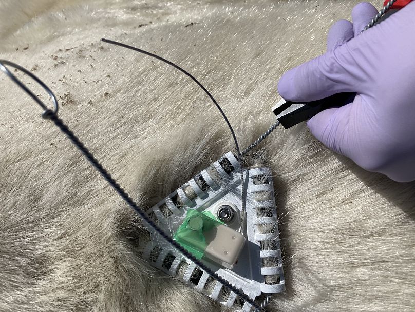 One of the prototype tags being attached to a polar bear's fur. 