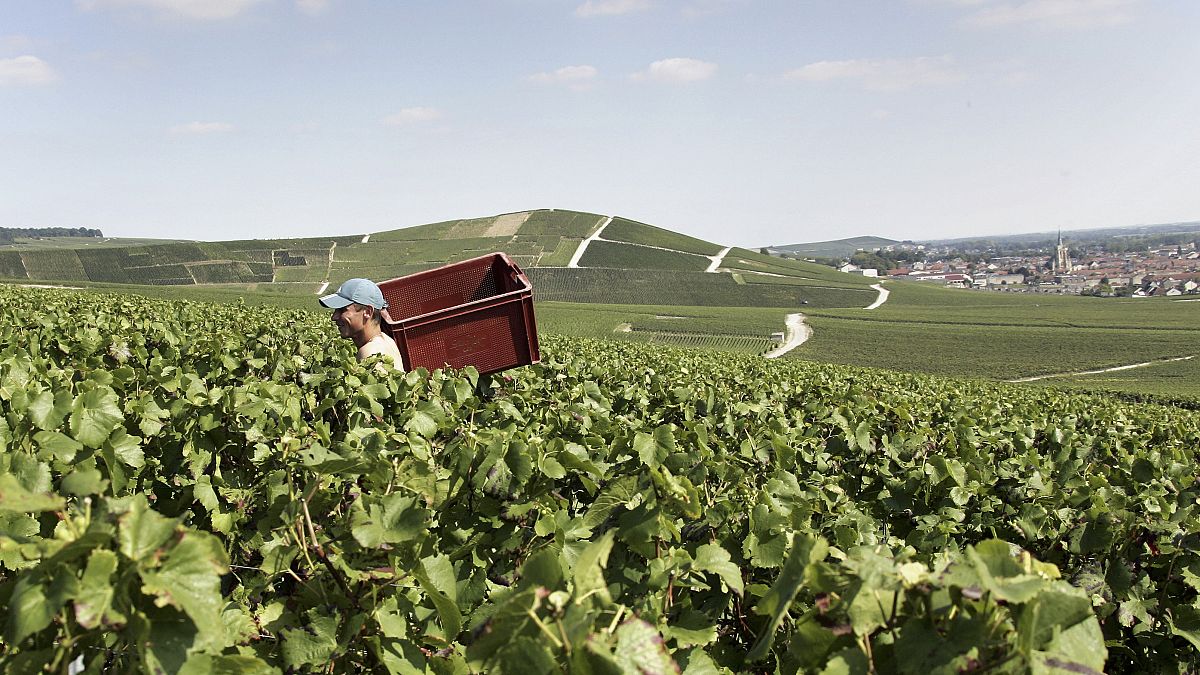 Vignoble de Champagne à Ay, près de Reims, archive 30 août 2007.