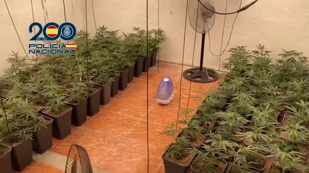 La Policía Nacional desarticula red internacional de tráfico de Marihuana en España