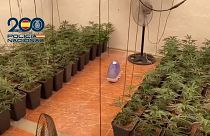 National Police dismantles international marijuana trafficking network in Spain, July 2024