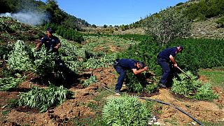  الشرطة تقضي على نباتات القنّب في حقل على بعد 200 كيلومترجنوب العاصمة الألبانية تيرانا (أغسطس 2015)