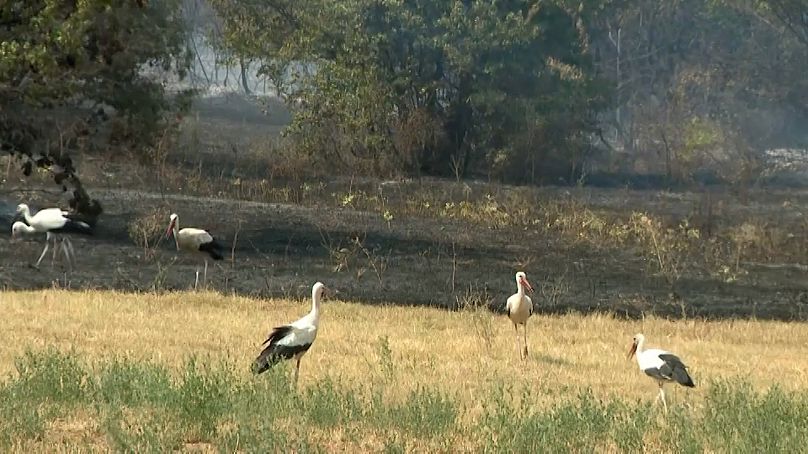 Des cigognes dans la réserve naturelle de Jasen