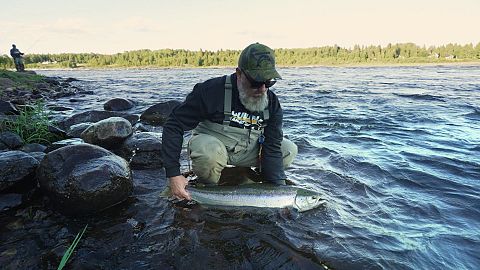 Hooked on salmon: EU-backed efforts to protect Sweden's threatened wild species