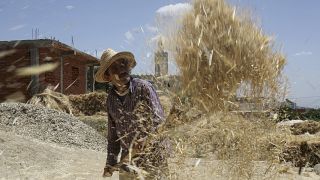 Drought wreaks havoc on Morocco's cereal harvest
