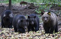 Bear cubs walk inside the forest enclosure of the International Fund for Animal Welfare Bear Rescue Centre, near the village of Bubonitsy, Russia, Sep. 21, 2013