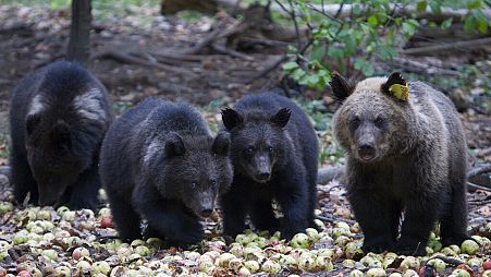 Bear cubs walk inside the forest enclosure of the International Fund for Animal Welfare Bear Rescue Centre, near the village of Bubonitsy, Russia, Sep. 21, 2013