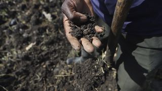 Sols acidifiés : les agriculteurs africains en quête de régénération