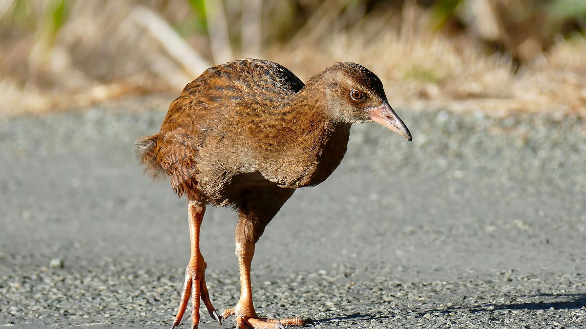 Weka Új-Zélandon