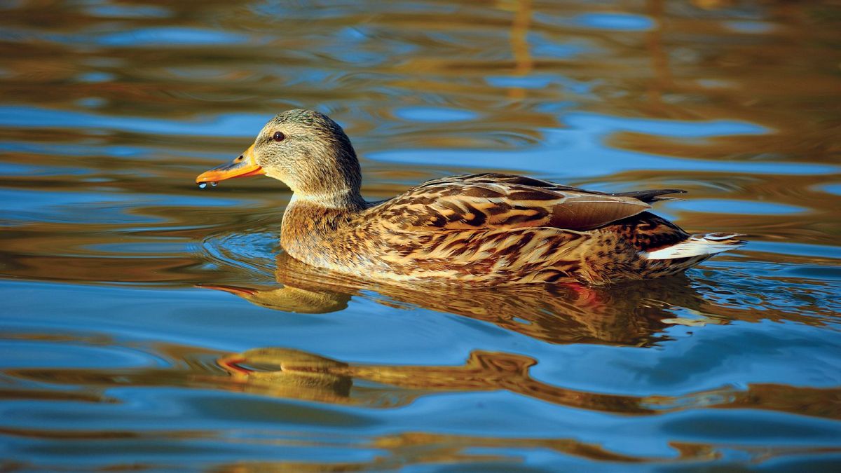 Pato flotante