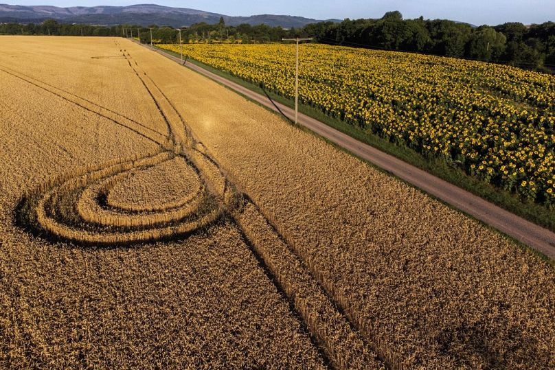 A field of blossoming sunflowers are pictured early morning at the Harz mountains near Wernigerode, July 2024