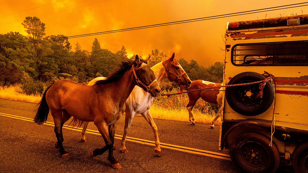 Horses evacuate as the Park Fire tears though the Cohasset community in Butte County, Calif., on Thursday, July 25, 2024.
