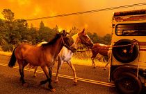 Cavalos são evacuados enquanto o incêndio de Park Fire atravessa a comunidade de Cohasset, no condado de Butte, Califórnia, na quinta-feira, 25 de julho de 2024.