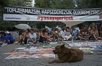 Sokakta yaşayan köpeklerin toplanarak “uyutulması,” diğer bir deyişle iğne ile öldürülmesini içeren yasa teklifine yönelik protestolar devam ediyor.