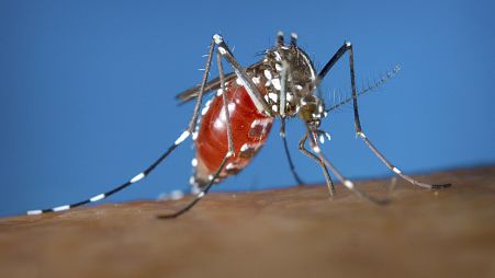 Mosquito que puede portar enfermedades como el dengue