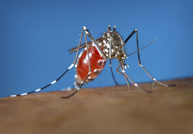 This 2003 photo provided by the Centers for Disease Control and Prevention shows a female Aedes albopictus mosquito acquiring a blood meal from a human host.