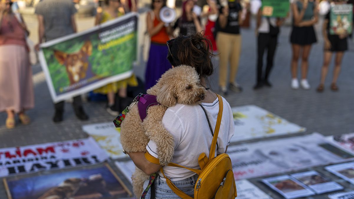 AK Parti'nin sokakta yaşayan köpeklerin 'uyutulmasını' içeren yasa teklifi başta hayvan hakları savunucuları olmak üzere toplumun geniş kesiminden tepki gördü.