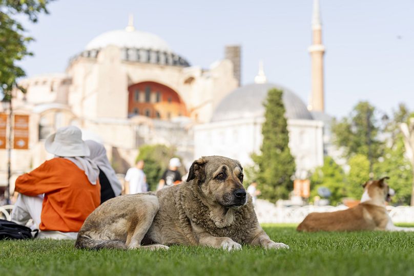 AK Parti'nin sokakta yaşayan köpeklerin 'uyutulmasını' içeren yasa teklifi başta hayvan hakları savunucuları olmak üzere toplumun geniş kesiminden tepki gördü.