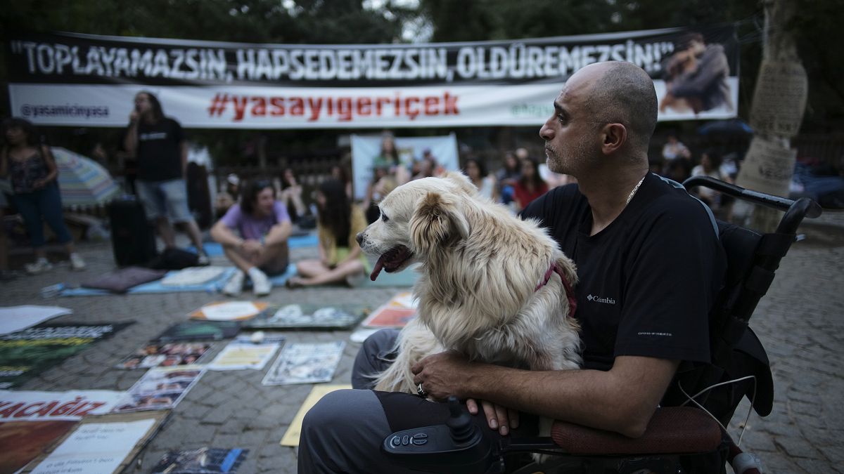 Perro callejero manifestación.