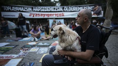 Perro callejero manifestación.