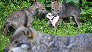 2009'da Vallorbe, İsviçre'de kurt yavruları. Avrupa'nın pek çok bölgesindeki popülasyonlar son yıllarda artış göstermiştir.